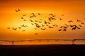 MARCH 8, 2017 - Grand Island, Nebraska -PLATTE RIVER, UNITED STATES Migratory water fowl and Sandhill Cranes are on their spring m Royalty Free Stock Photo