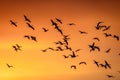 MARCH 8, 2017 - Grand Island, Nebraska -PLATTE RIVER, UNITED STATES Migratory water fowl and Sandhill Cranes are on their spring m Royalty Free Stock Photo