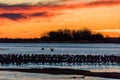 MARCH 8, 2017 - Grand Island, Nebraska -PLATTE RIVER, UNITED STATES Migratory water fowl and Sandhill Cranes are on their spring m Royalty Free Stock Photo