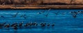 MARCH 8, 2017 - Grand Island, Nebraska -PLATTE RIVER, UNITED STATES Migratory water fowl and Sandhill Cranes are on their spring m Royalty Free Stock Photo