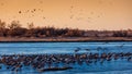 MARCH 8, 2017 - Grand Island, Nebraska -PLATTE RIVER, UNITED STATES Migratory water fowl and Sandhill Cranes are on their spring m Royalty Free Stock Photo