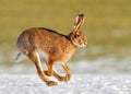 March hare Royalty Free Stock Photo