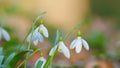 March 8 Holiday. Bunch Of Snowdrop Early Bloomer Flowers. Delicate White Blooms Growing In Spring Forest.
