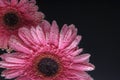 8march. International women day. Pink daisies in water on a black background