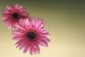 March 8. International women day. Pink daisies in water on a green background