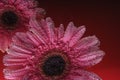 March 8. International women day. Pink daisies in water on a red background