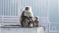 March 2017, at Jammu, India : a baby monkey with its mother holding a biscuit packet stolen from tourists.