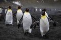 Marching King Penguins. Royalty Free Stock Photo