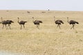 March of the Ostriches
