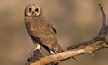 March Owl on pirtch Royalty Free Stock Photo