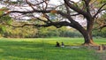 March 01,2018 People take a rest under the big tree in Bangkok Royalty Free Stock Photo