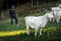 March 3rd 2021 Uttarakhand India. A local shepherd Man with his herd of white furry Himalayan Goats and sheep in the meadows of