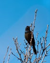 March rook is a harbinger of spring