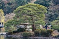 2017 MARCH 18. TOKYO JAPAN. A big Japanese bonsai pile tree with tourist at SHINJUKU GYOEN national garden