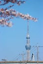 2019 March 28. Tokyo Japan. A Tokyo sky tree tower with blurred pink cherry blossom sakura on spring season time