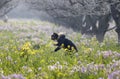 Enjoying flowers in spring in Huai`an, Jiangsu Province, China