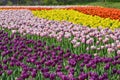 In March,tulips in full bloom in the Mountain Scenic Area at Suzhou,China.