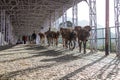 Donkeys herd carrying cooking gas and other ration from a base to the hill top. Economy concept Royalty Free Stock Photo