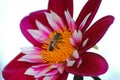 Honey Bee on Crimson, White Dahlia flower, Nature