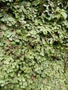 Marchantia polymorpha in the forest Royalty Free Stock Photo