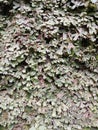 Marchantia polymorpha in the forest Royalty Free Stock Photo