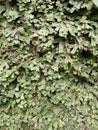 Marchantia polymorpha in the forest Royalty Free Stock Photo