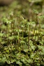 Marchantia polymorpha Royalty Free Stock Photo