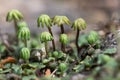 Marchantia polymorpha liverwort gametospores Royalty Free Stock Photo