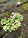 Marchantia polymorpha Royalty Free Stock Photo