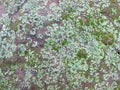 Hepaticophyta, Liverworts, Lumut Hati, texture of moss on the ground