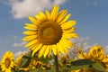 Marches (Italy) - Field of sunflowers Royalty Free Stock Photo