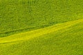 Marches (Italy) - Field of sunflowers Royalty Free Stock Photo