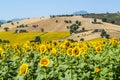 Marches (Italy), landscape