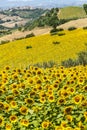 Marches (Italy), Landscape Royalty Free Stock Photo