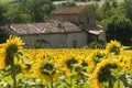 Marches (Italy) - Landscape at summer Royalty Free Stock Photo