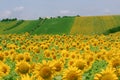 Marches (Italy) - Landscape at summer Royalty Free Stock Photo