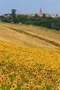 Marches (Italy) - Landscape at summer Royalty Free Stock Photo