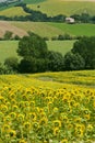 Marches (Italy) - Landscape at summer Royalty Free Stock Photo