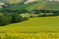 Marches (Italy) - Landscape at summer Royalty Free Stock Photo