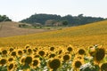 Marches (Italy) - Landscape at summer Royalty Free Stock Photo