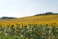 Marches (Italy) - Landscape at summer Royalty Free Stock Photo