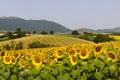 Marches, landscape at summer Royalty Free Stock Photo