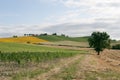 Marches - Landscape at summer, farm Royalty Free Stock Photo