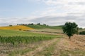 Marches - Landscape at summer, farm