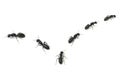 Marching Ants Royalty Free Stock Photo