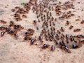 Marching ants