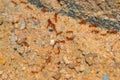 Marching Ants