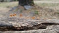 Marching orange Ants