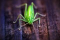 Macro Tettigonia viridissima sits on a piece of wood. photo from the front with sharpness