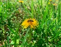 Marco of bee on a yellow dandelion flower. Royalty Free Stock Photo
